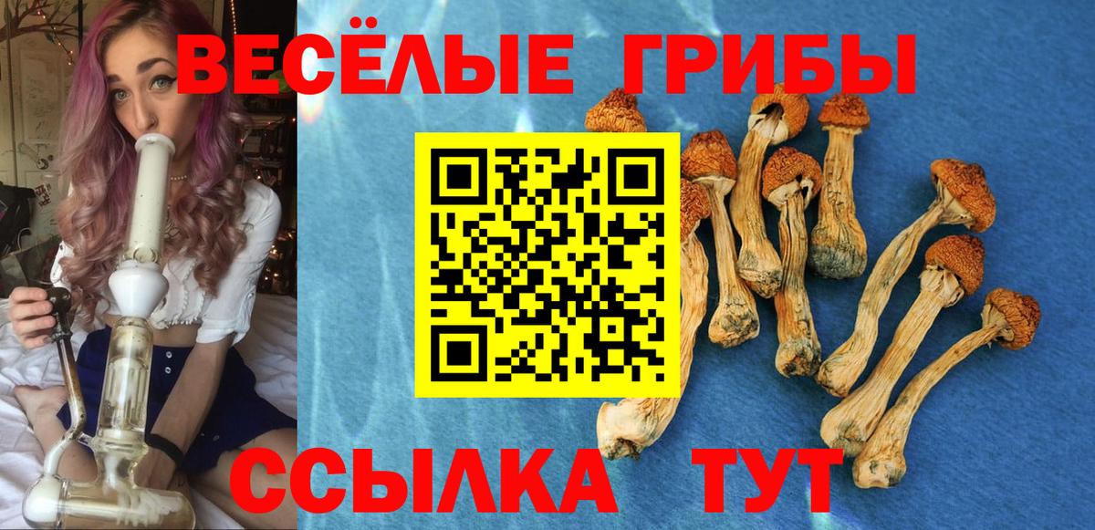 Псилоцибиновые грибы Psilocybine cubensis Людиново